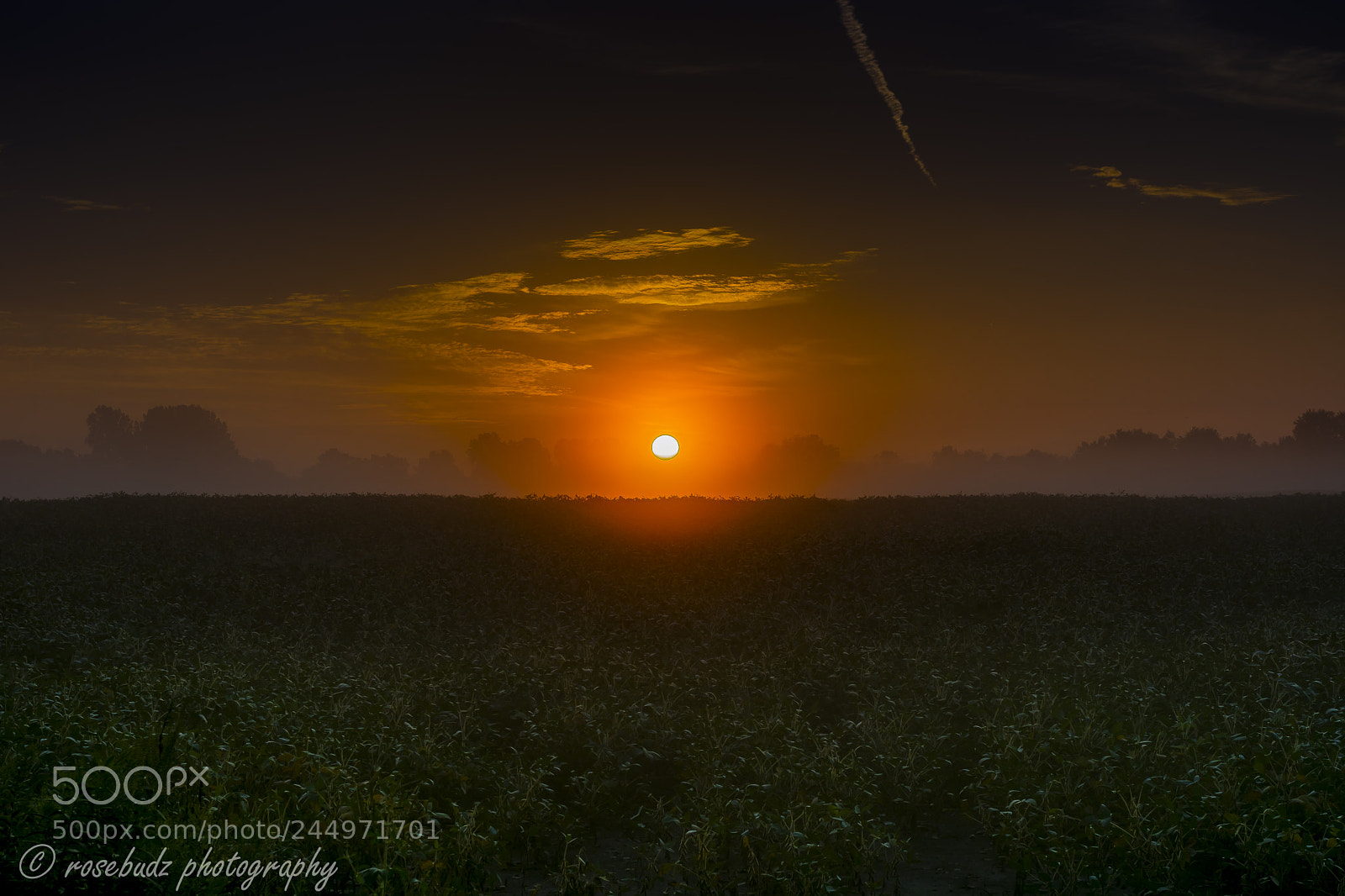 Nikon D7100 sample photo. Soybean field sunrise photography