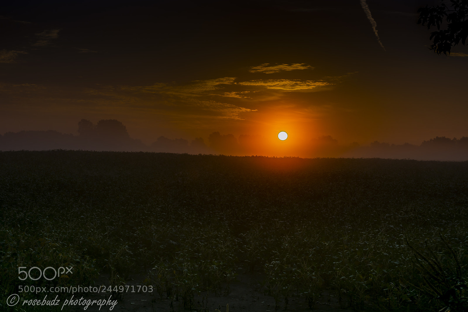 Nikon D7100 sample photo. Soybean field sunrise photography