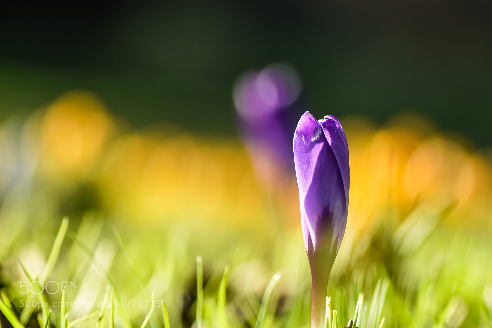 Nikon D7200 sample photo. Crocus,, photography