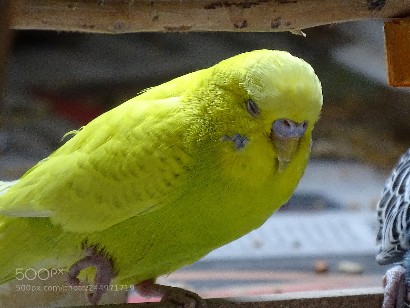 Sony Cyber-shot DSC-HX400V sample photo. Dsc photography