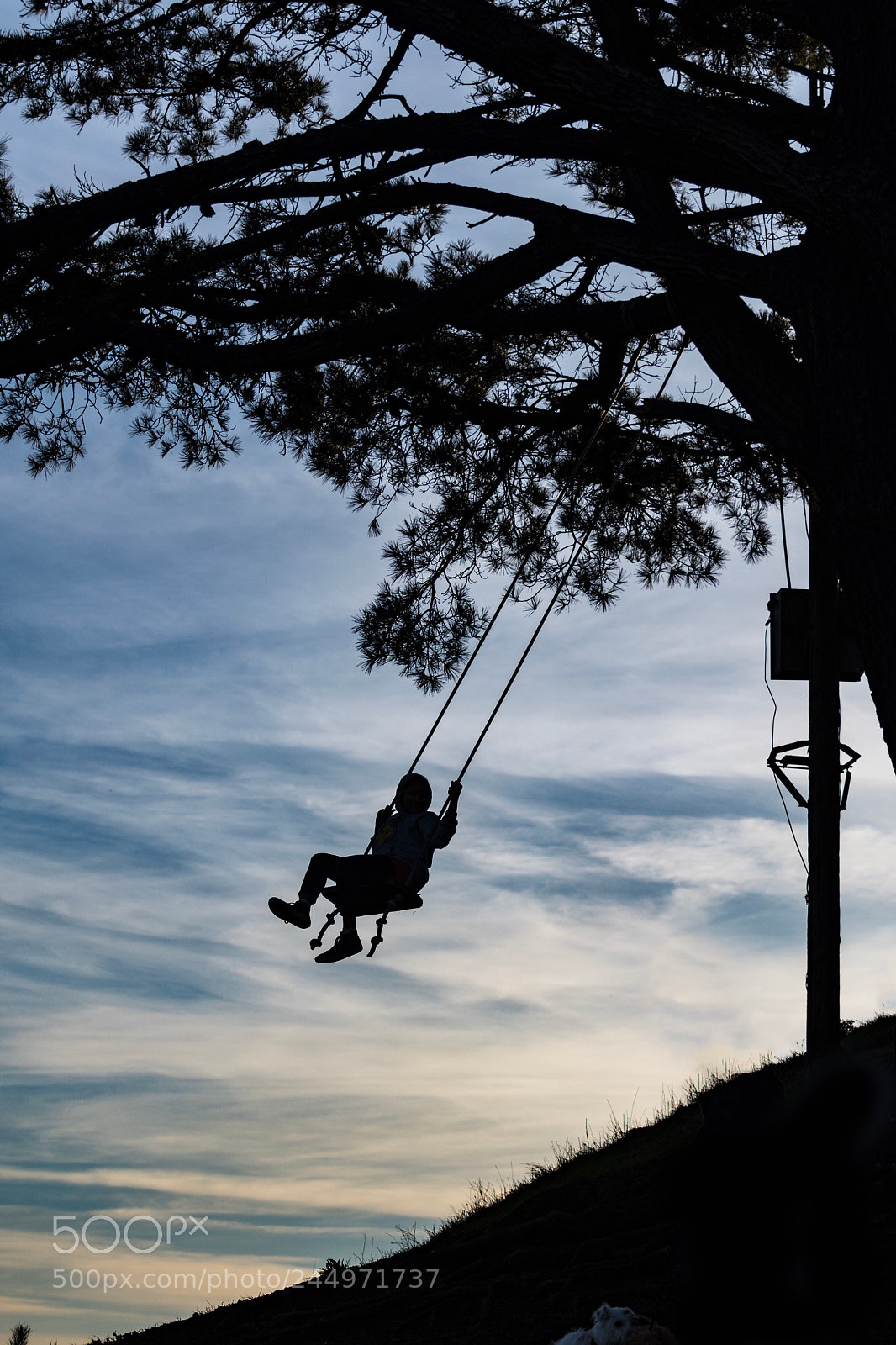 Nikon D500 sample photo. Flying solo photography