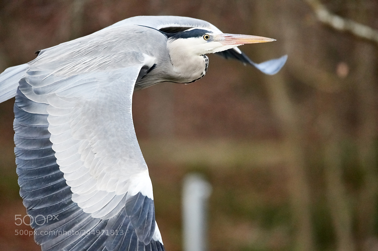 Nikon D500 sample photo. Gray heron in flight photography