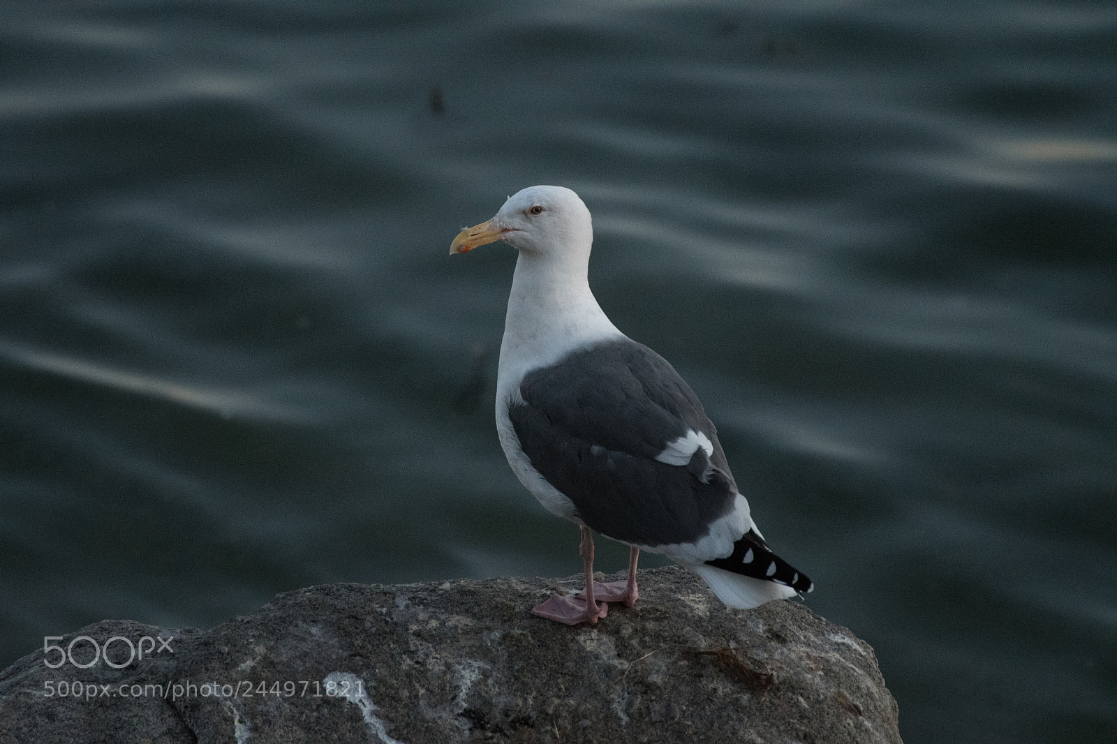 Nikon D500 sample photo. Gull before dawn photography