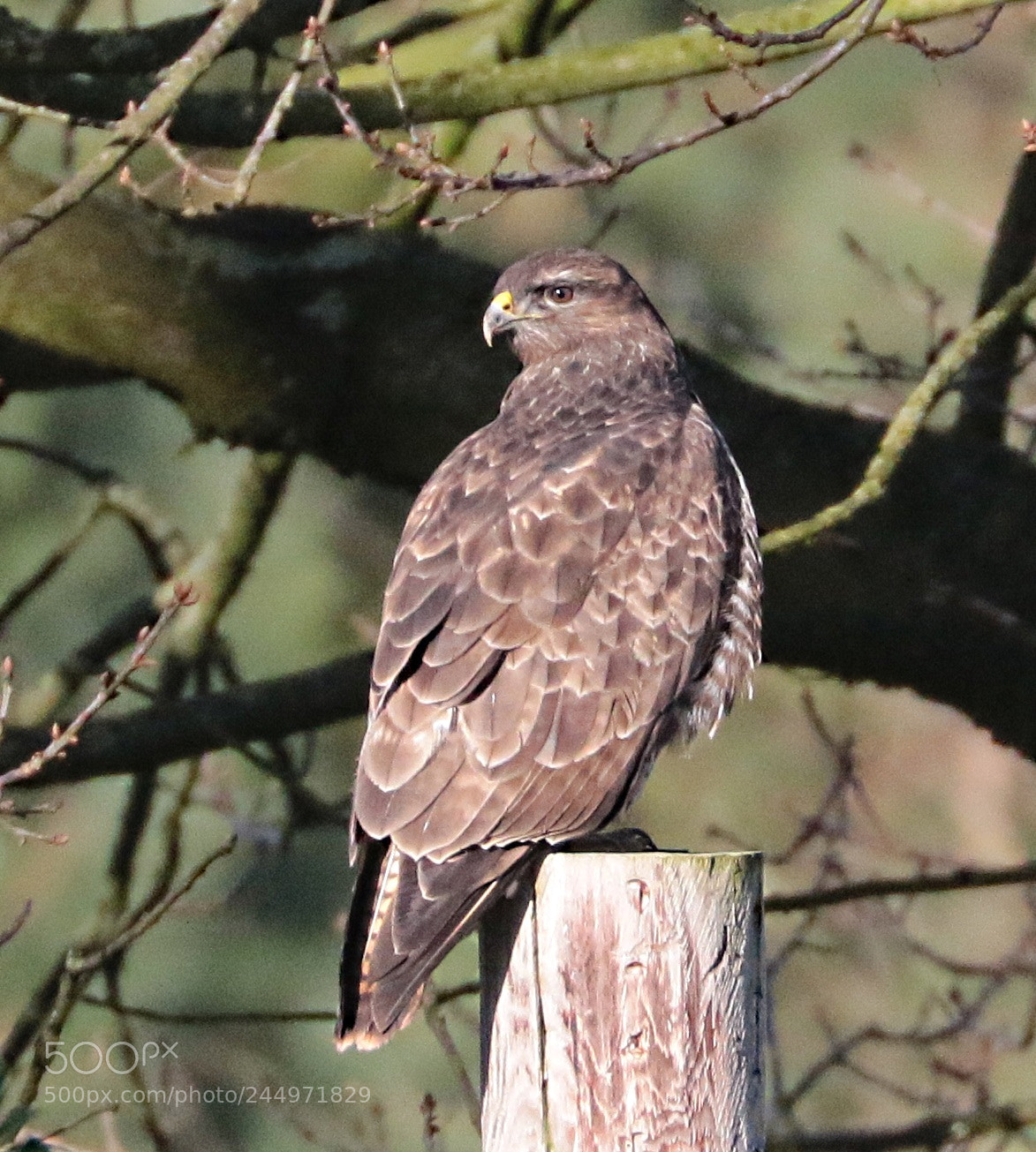 Canon EOS 7D Mark II sample photo. Buzzard photography