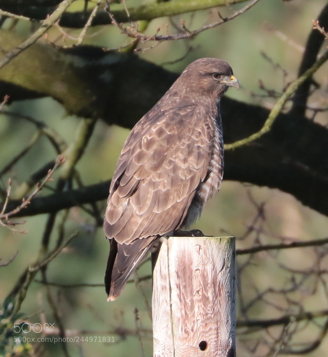 Canon EOS 7D Mark II sample photo. Buzzard photography