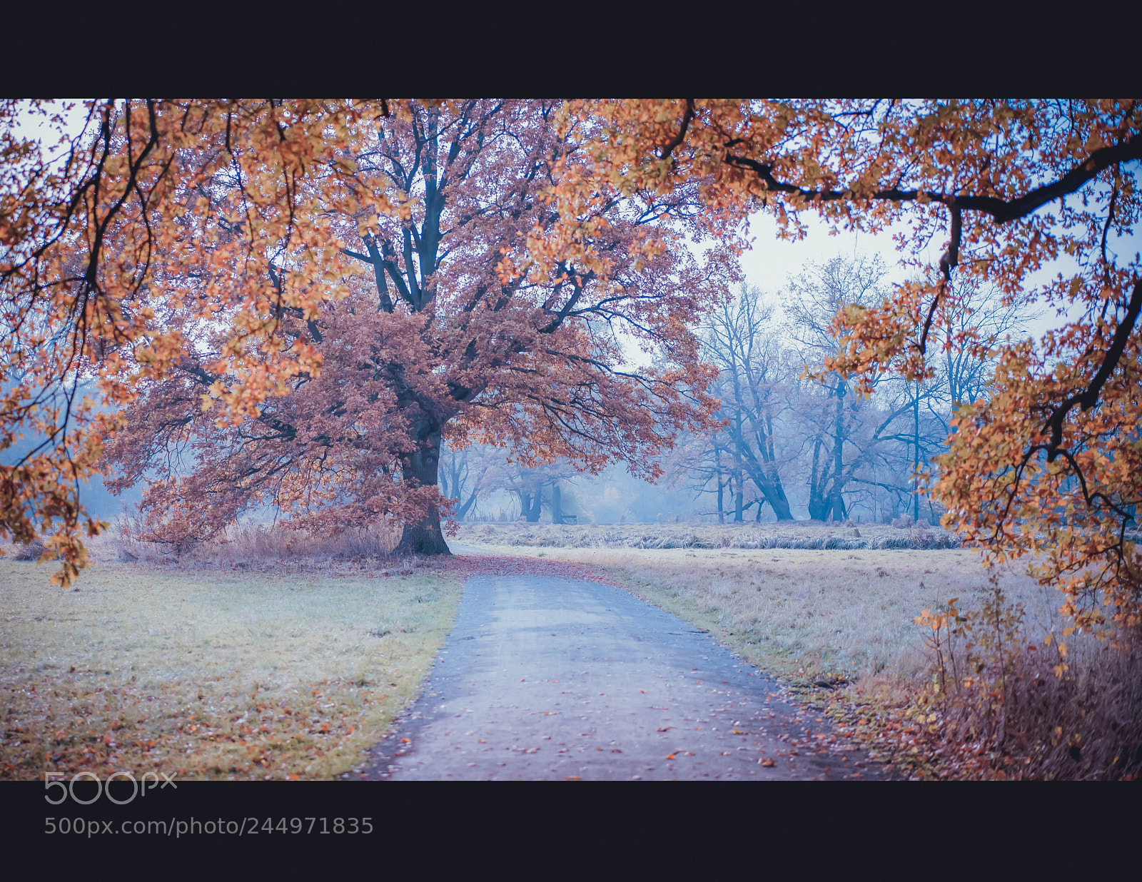 Sony a7R II sample photo. A walk to remember photography