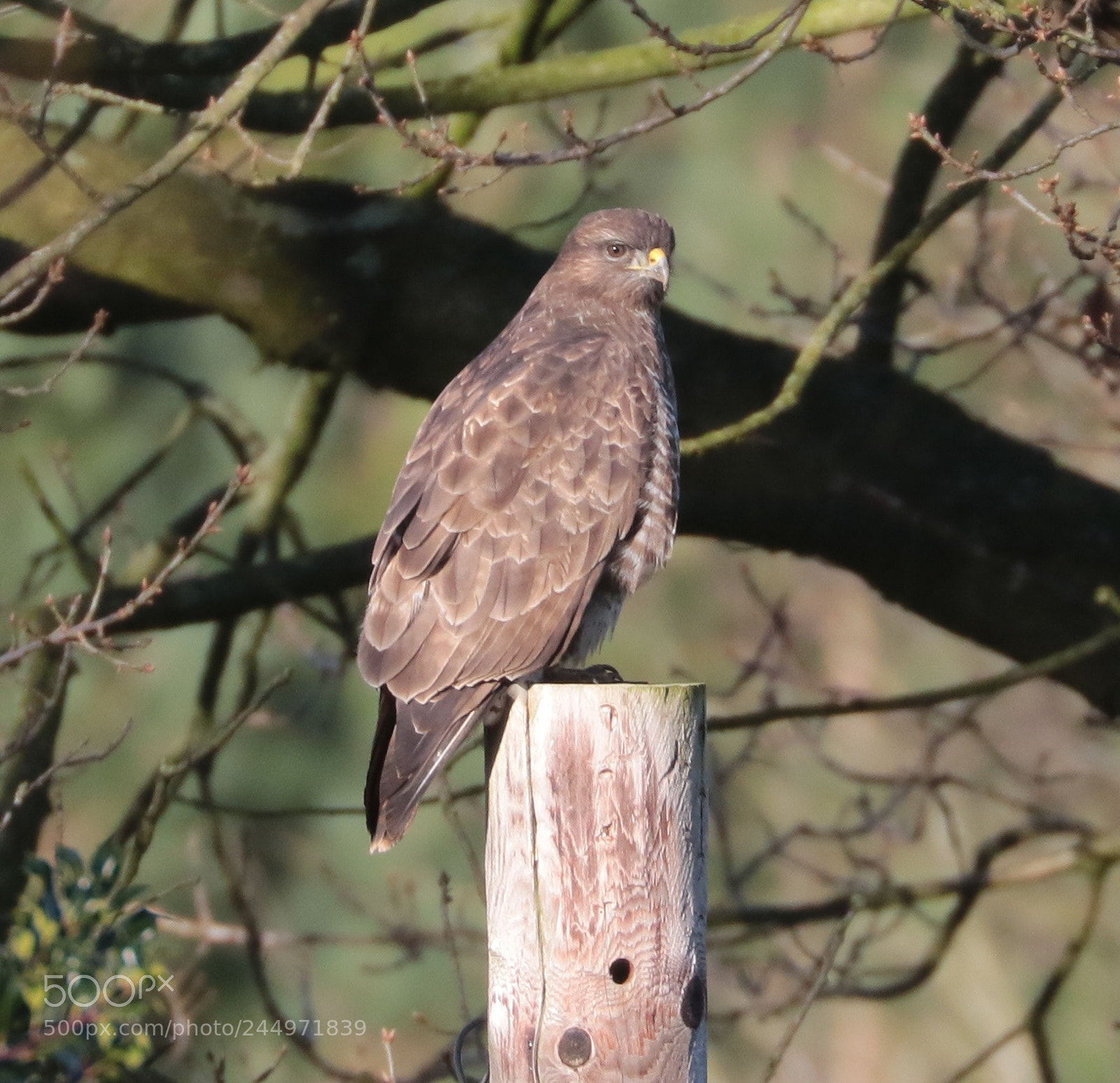 Canon EOS 7D Mark II sample photo. Buzzard photography