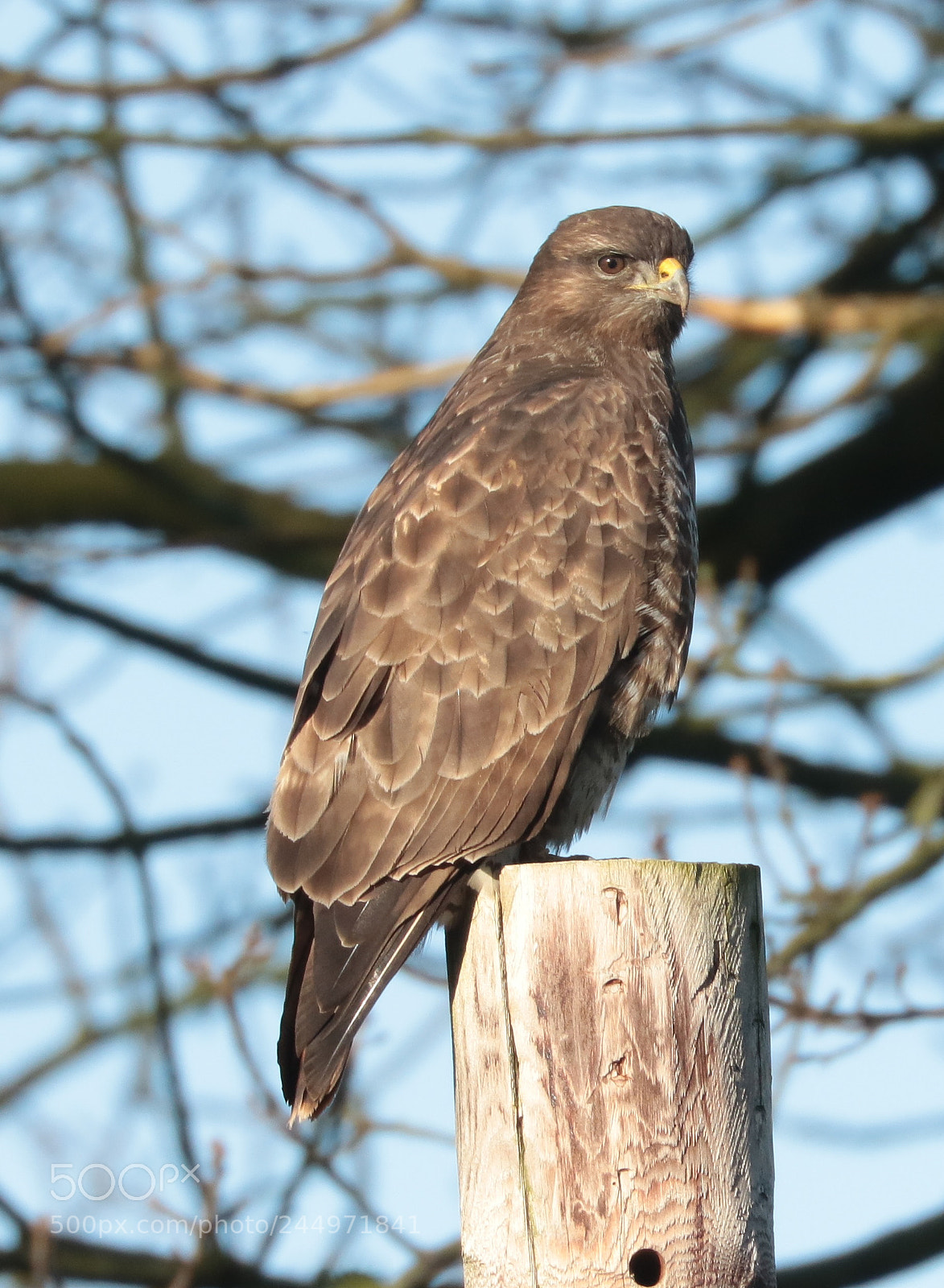 Canon EOS 7D Mark II sample photo. Buzzard photography