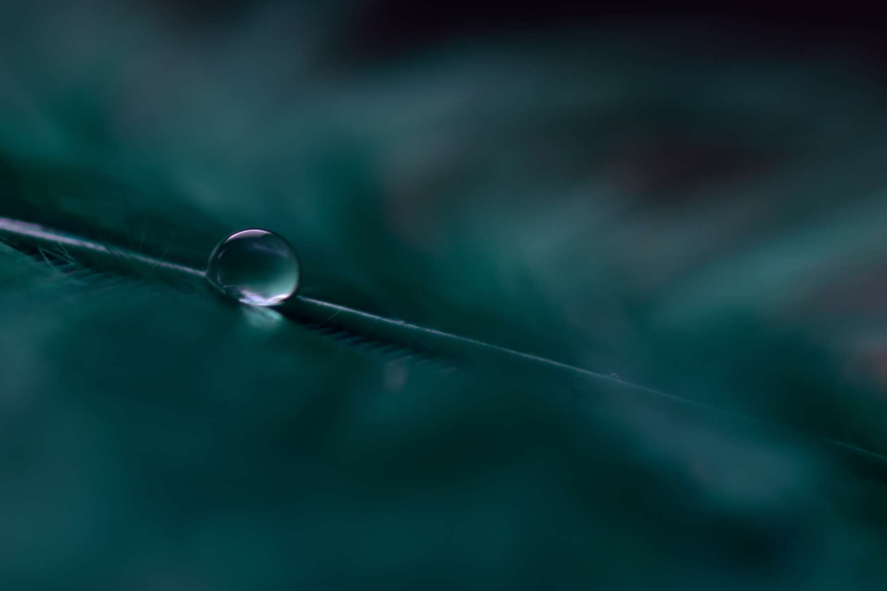 Sigma 105mm F2.8 EX DG OS HSM sample photo. Oblique photography