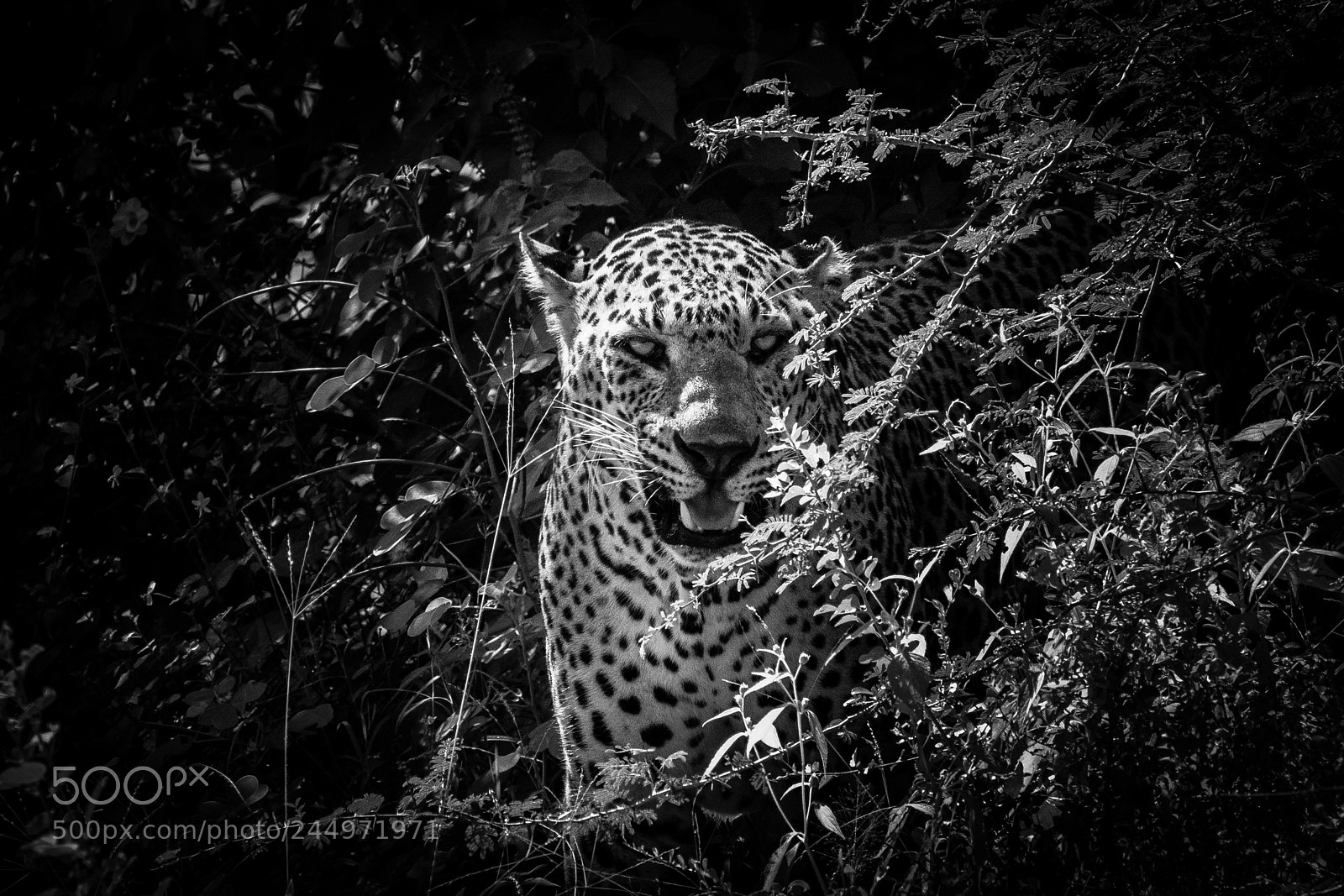 Canon EOS M5 sample photo. Leopard photography