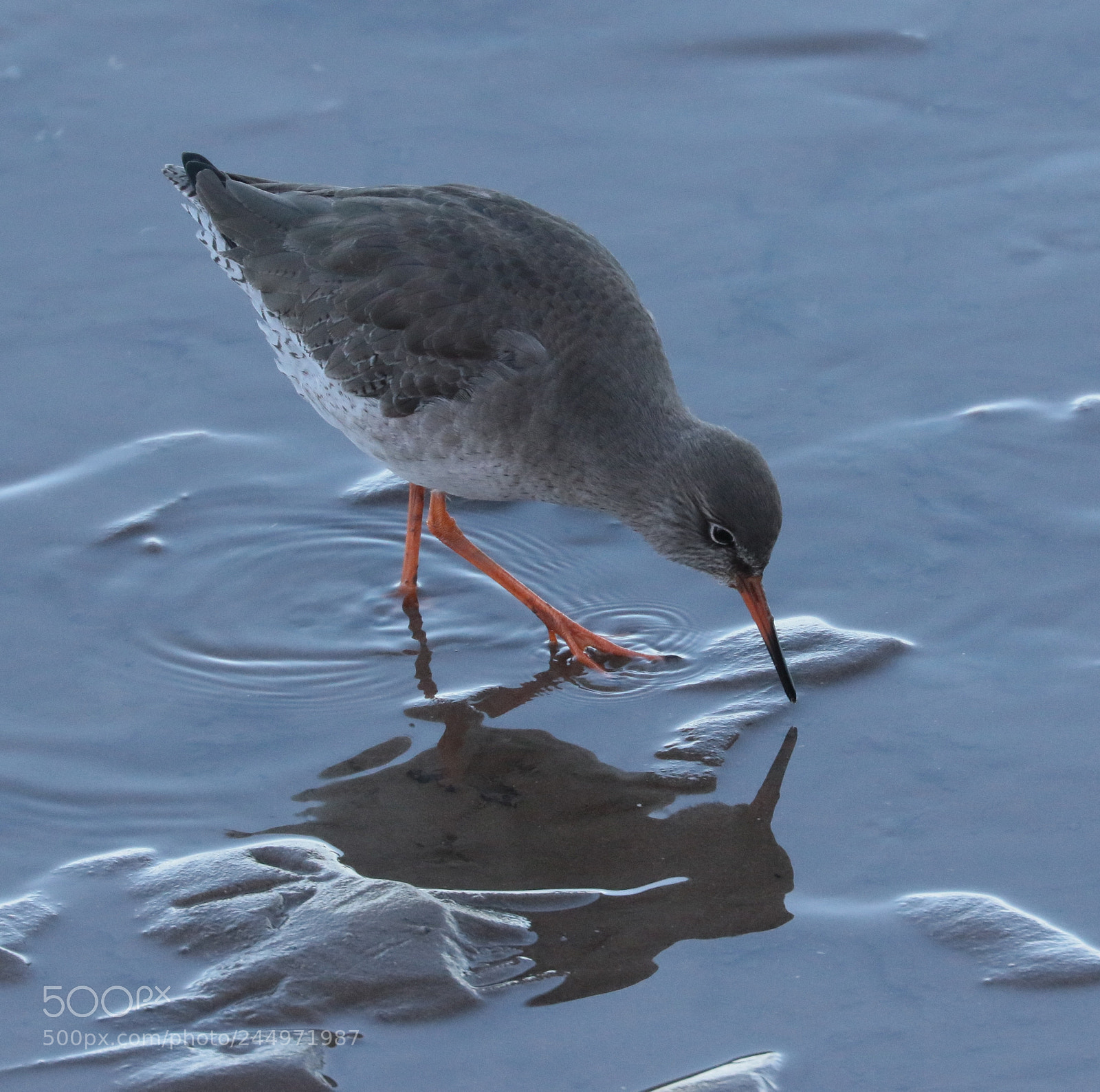 Canon EOS 7D Mark II sample photo. Red shank photography