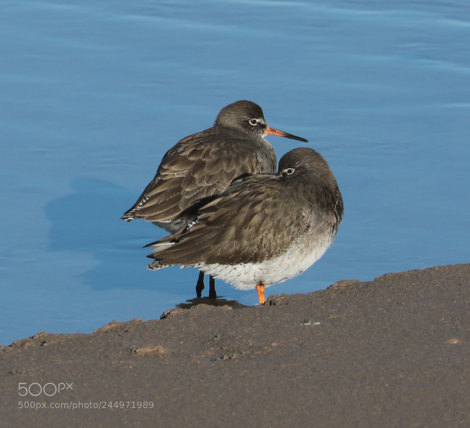 Canon EOS 7D Mark II sample photo. Red shank photography