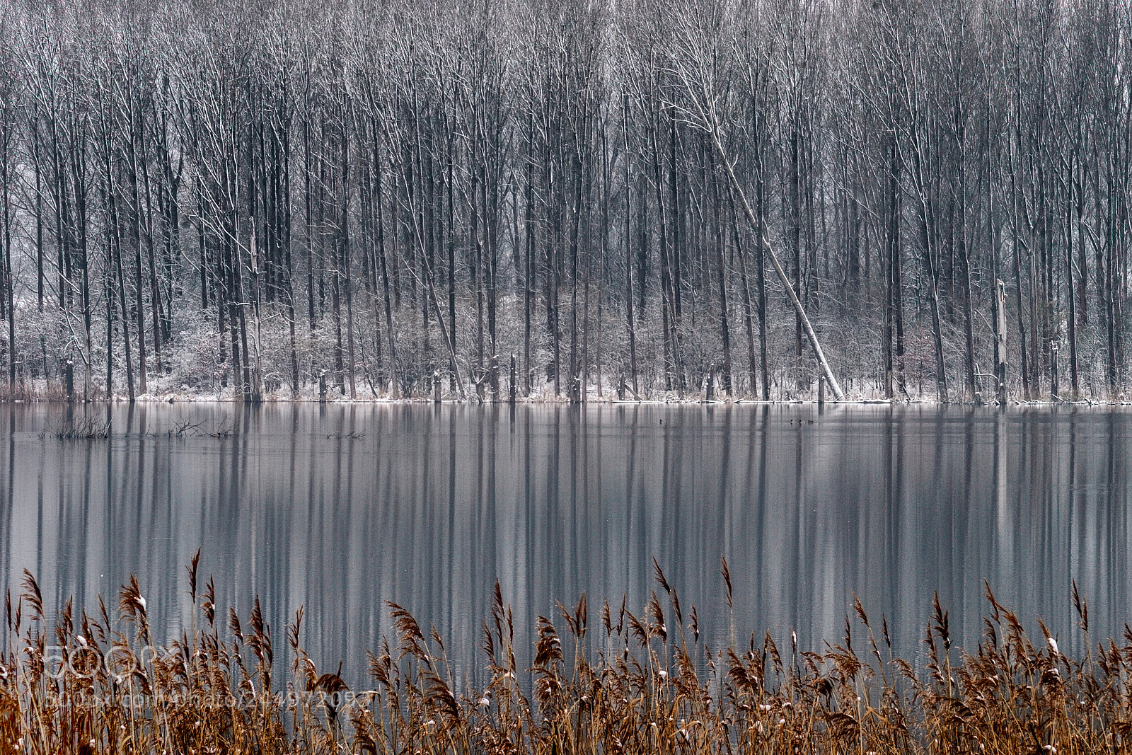 Fujifilm X-T2 sample photo. Reflections of winter 2 photography