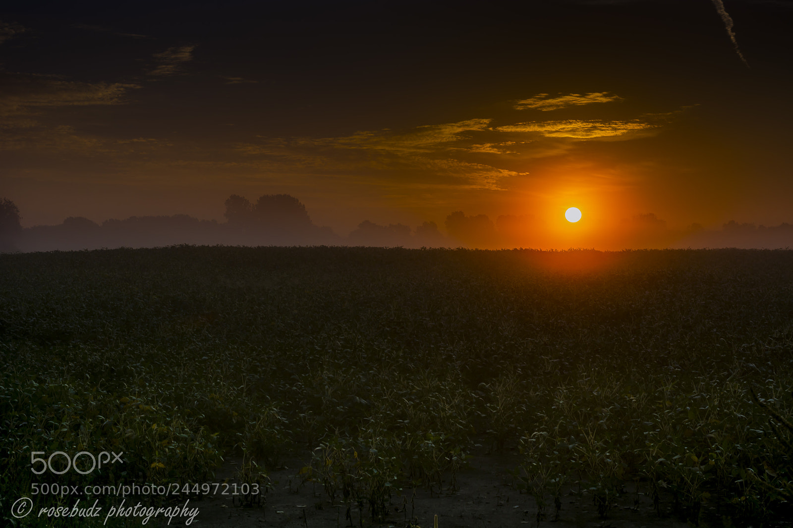 Nikon D7100 sample photo. Soybean field sunrise photography