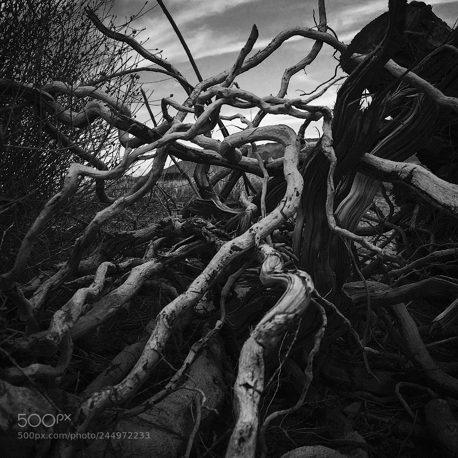 Apple iPhone 5s sample photo. Tangled roots photography