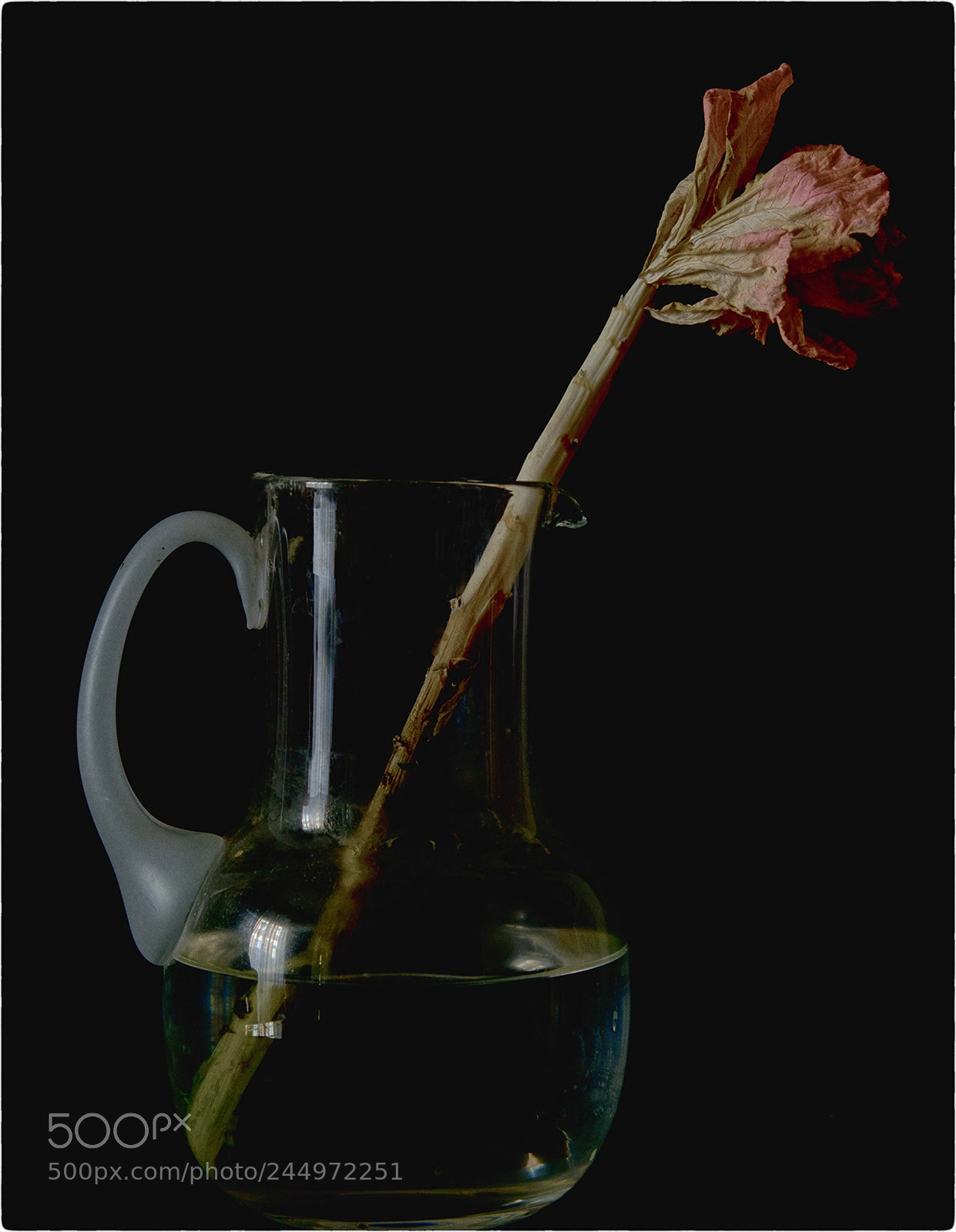 Nikon D800 sample photo. Flower photography