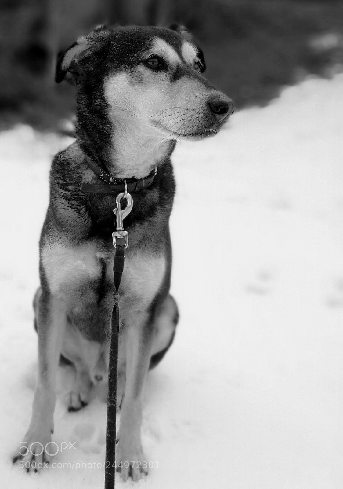 HUAWEI P9 Plus sample photo. Wolf love snow photography