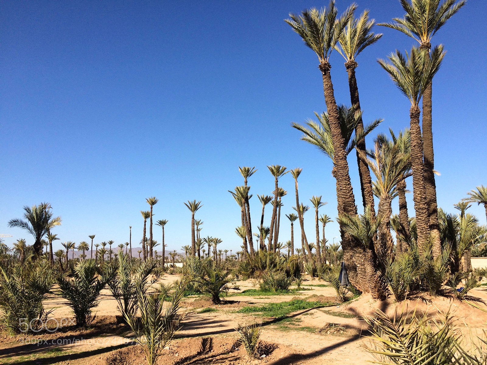 Apple iPhone 5s sample photo. Palmenwald, marrakesch photography