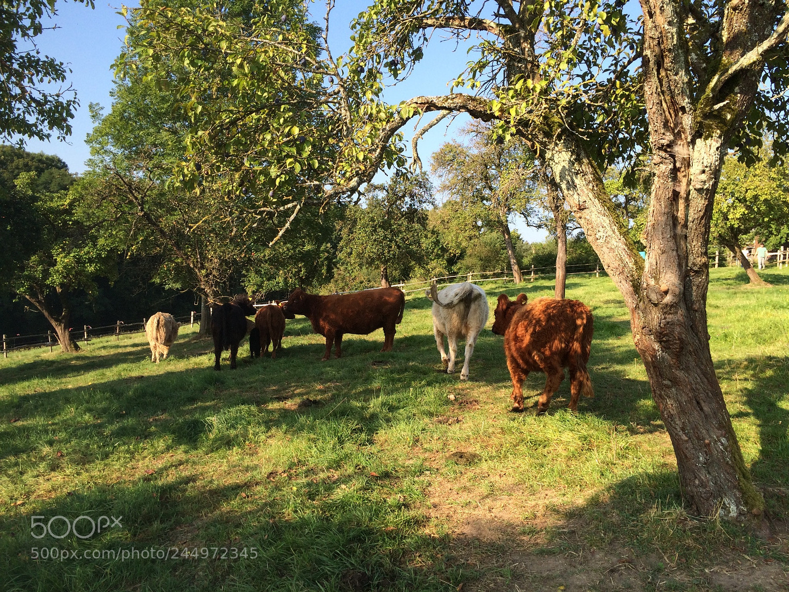 Apple iPhone 5s sample photo. Bauernhofleben photography