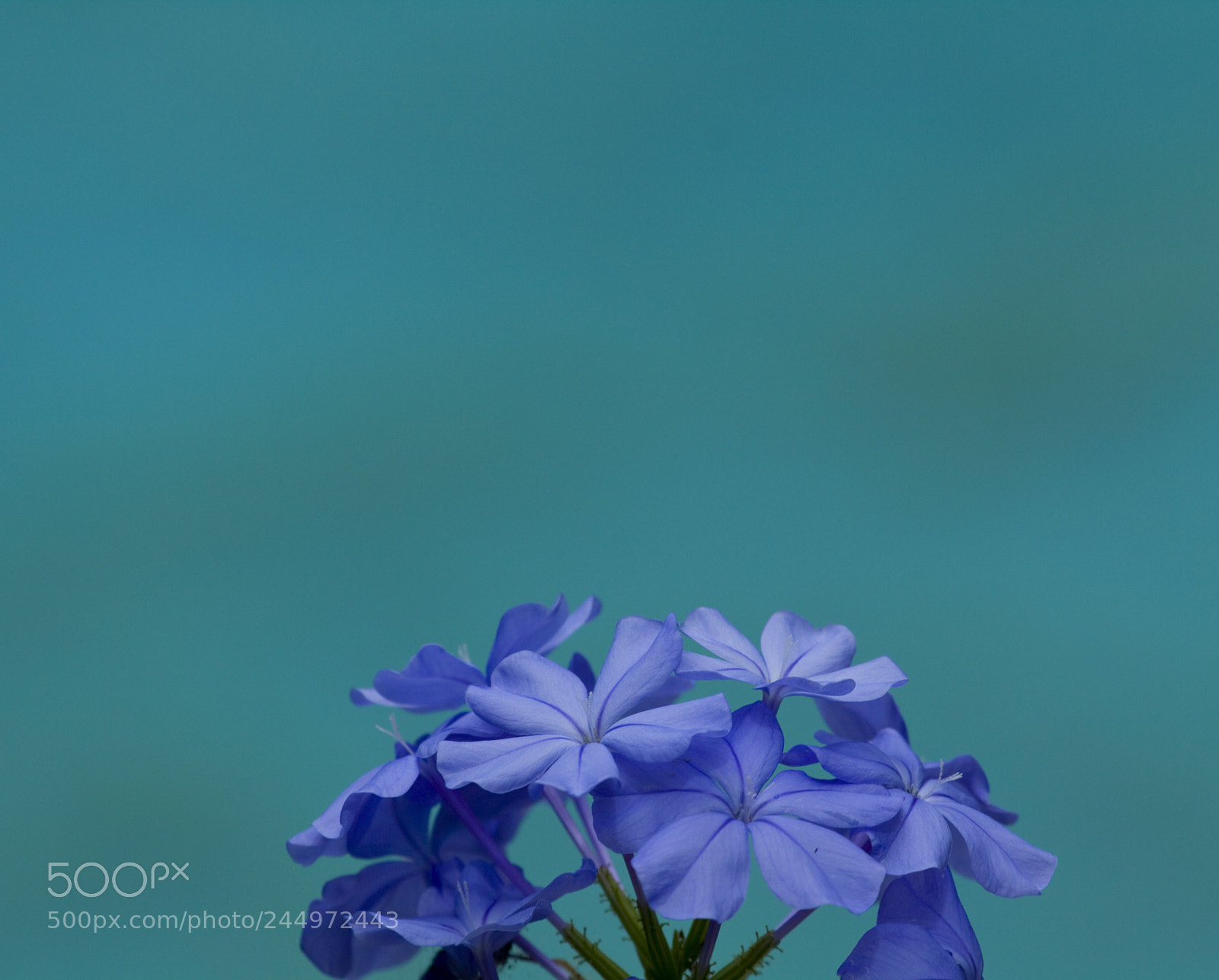 Canon EOS 50D sample photo. Expressing the blues photography