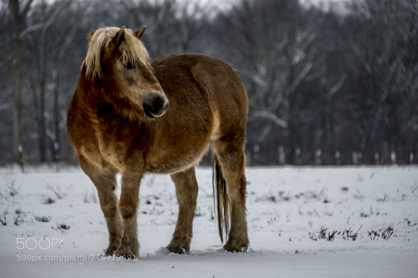 Fujifilm X-T2 sample photo. Winter pony photography