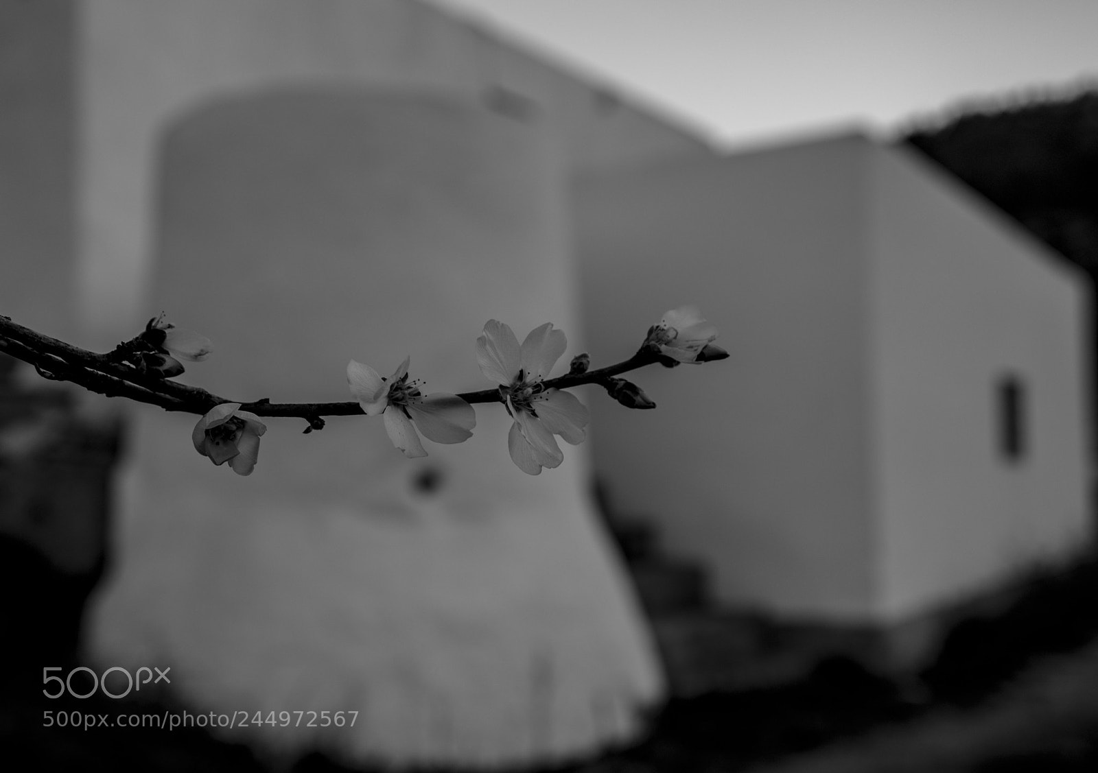 Canon EOS 6D Mark II sample photo. Cana vica photography