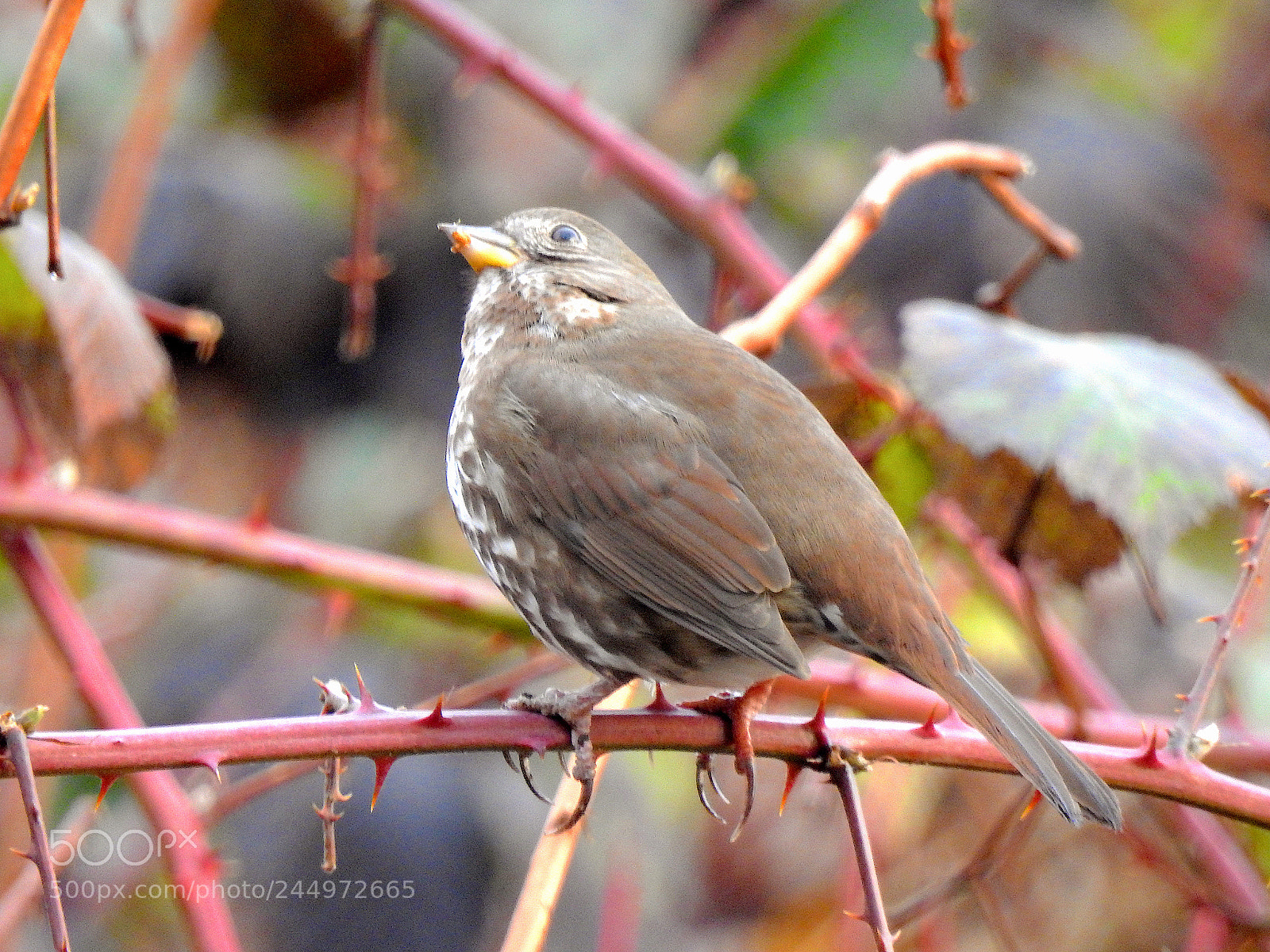 Nikon Coolpix P900 sample photo. Song sparrow photography