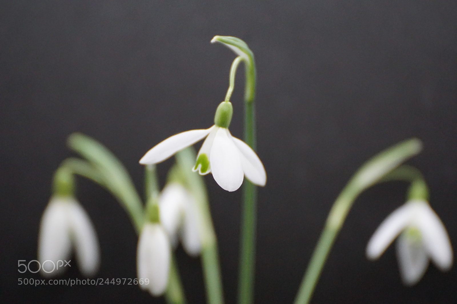 Sony ILCA-77M2 sample photo. Dsc photography