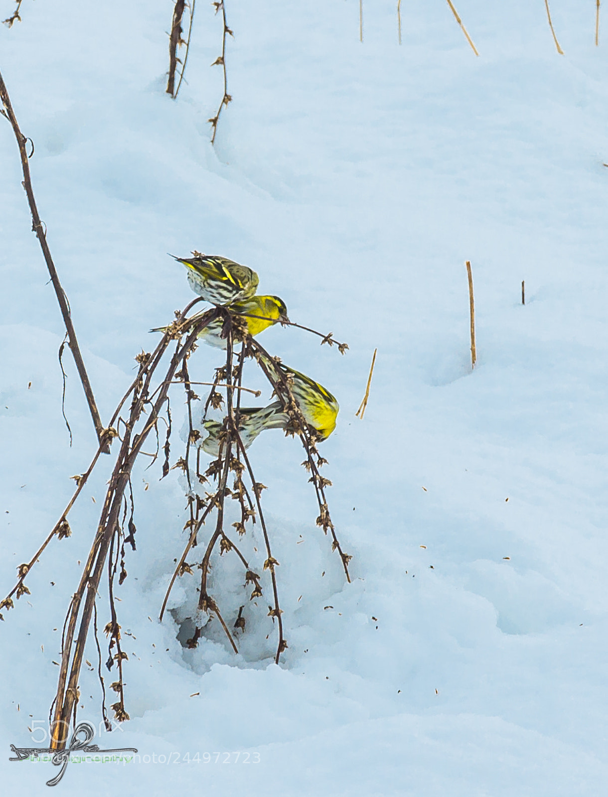 Nikon D90 sample photo. Birds photography