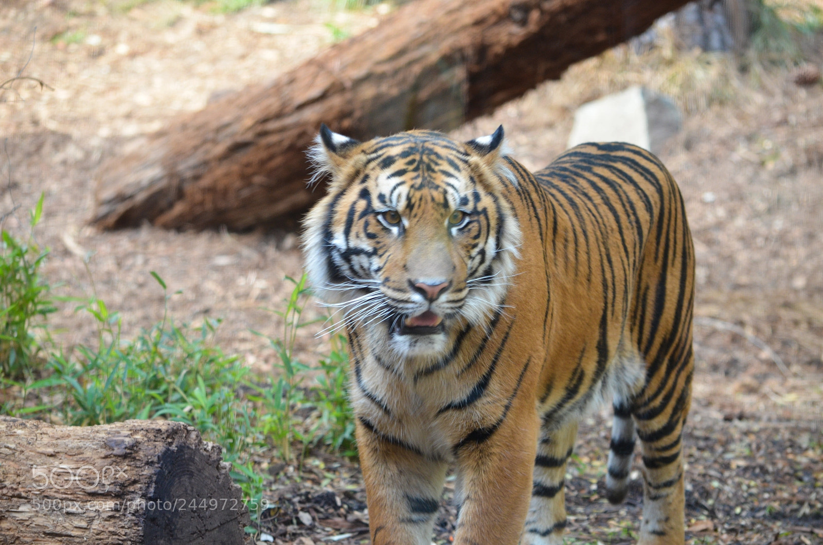 Nikon D5100 sample photo. Tiger photography