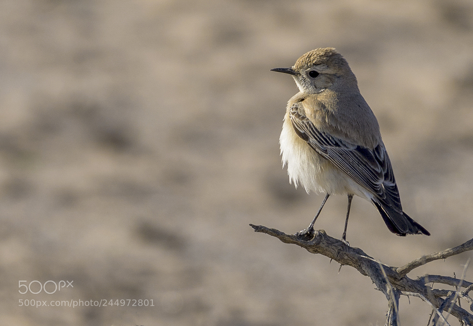 Nikon D5 sample photo. Wheatear again! photography
