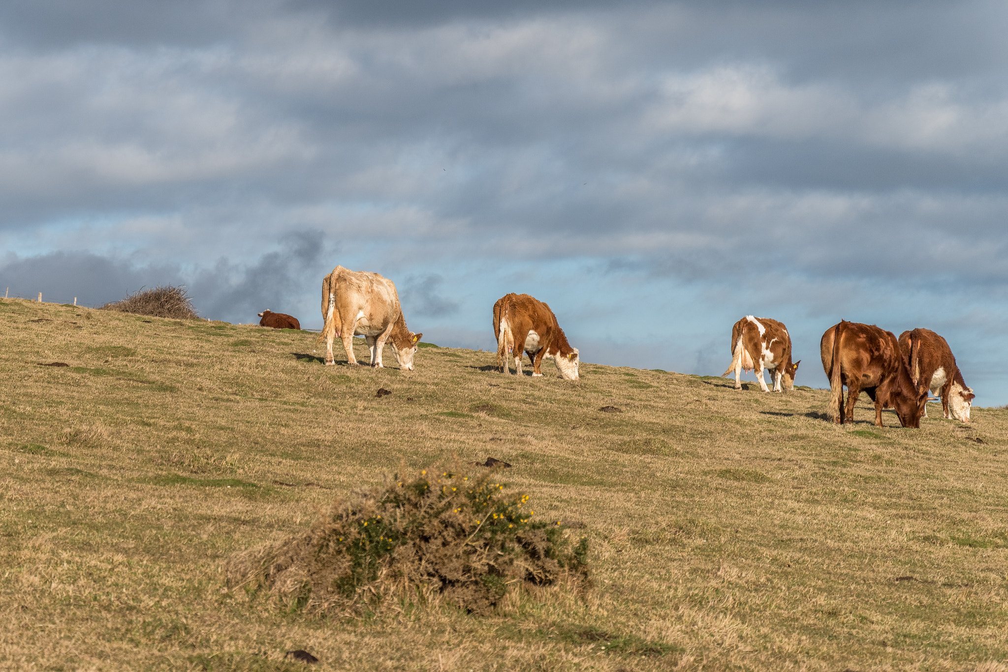 Pentax K-1 sample photo. Some cows photography