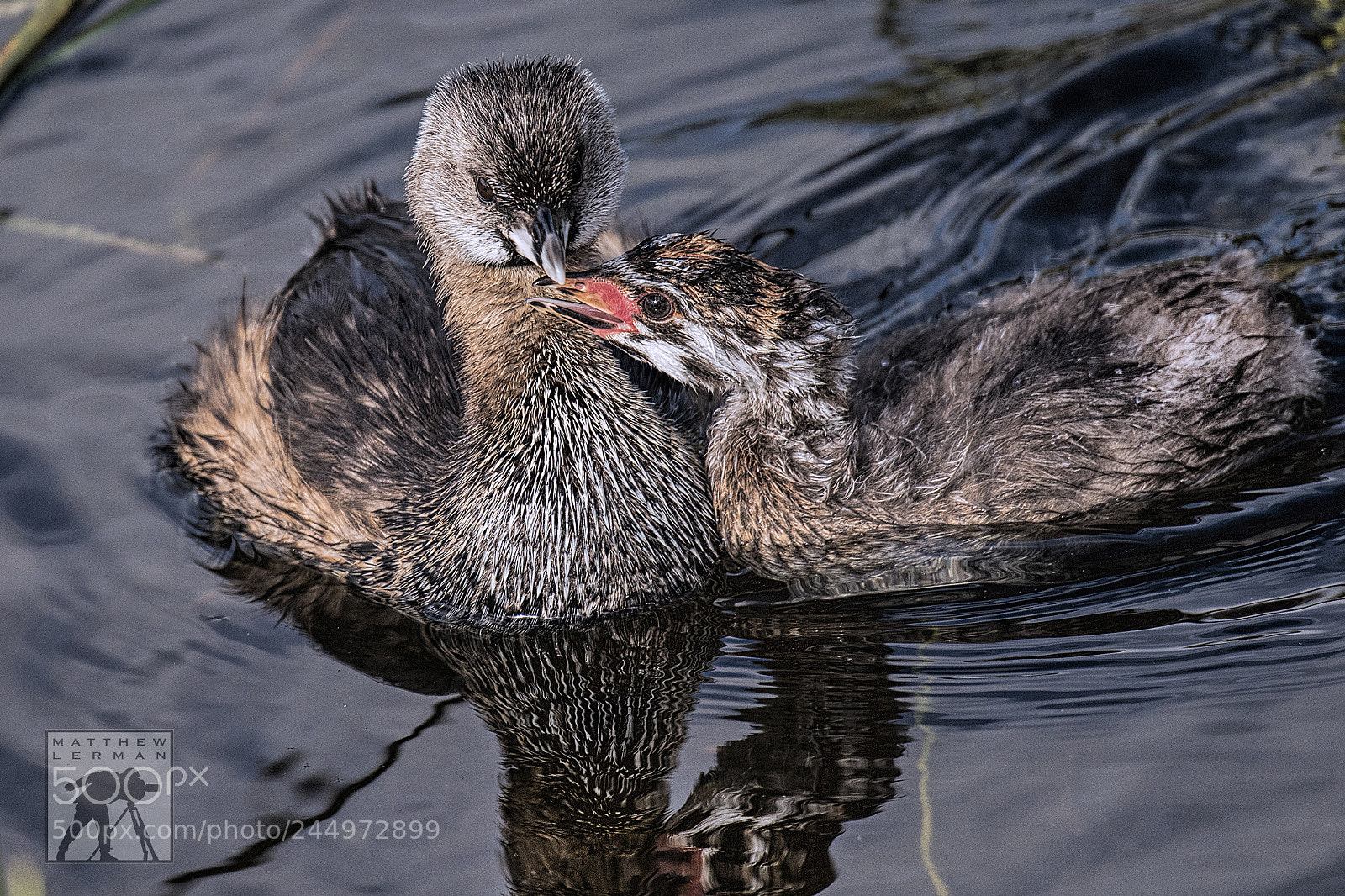 Nikon D810 sample photo. Parental love photography