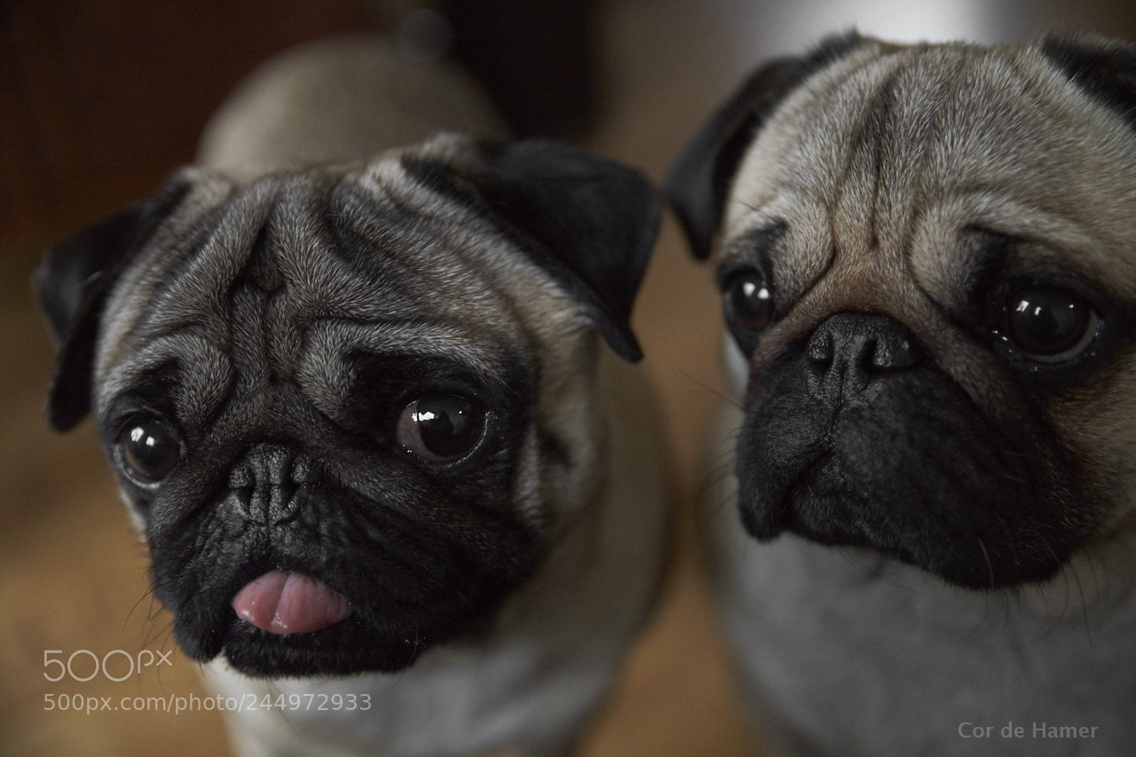 Sony a99 II sample photo. Pugs in crime photography