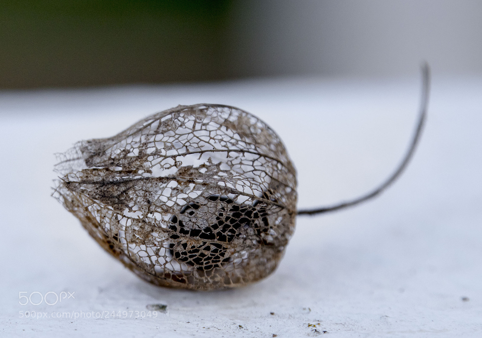 Canon EOS 6D Mark II sample photo. Filigrana photography