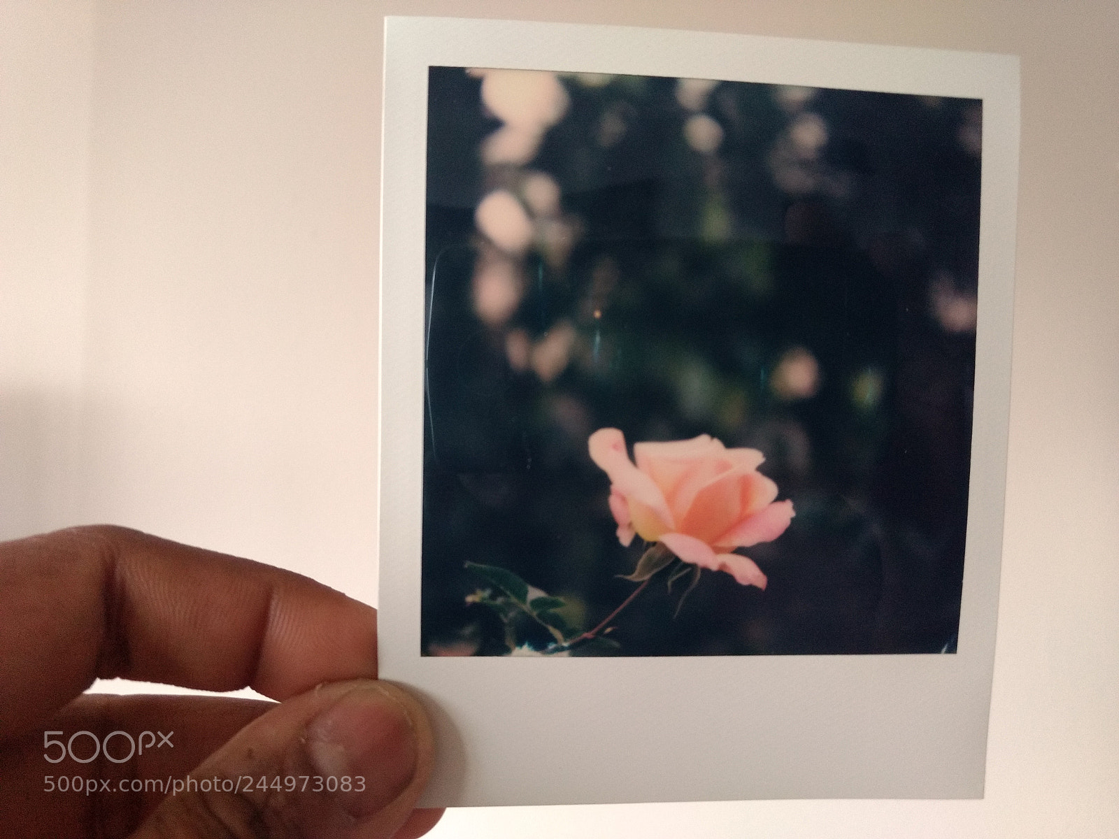 Motorola Moto Z Play sample photo. Rose from my dad's photography