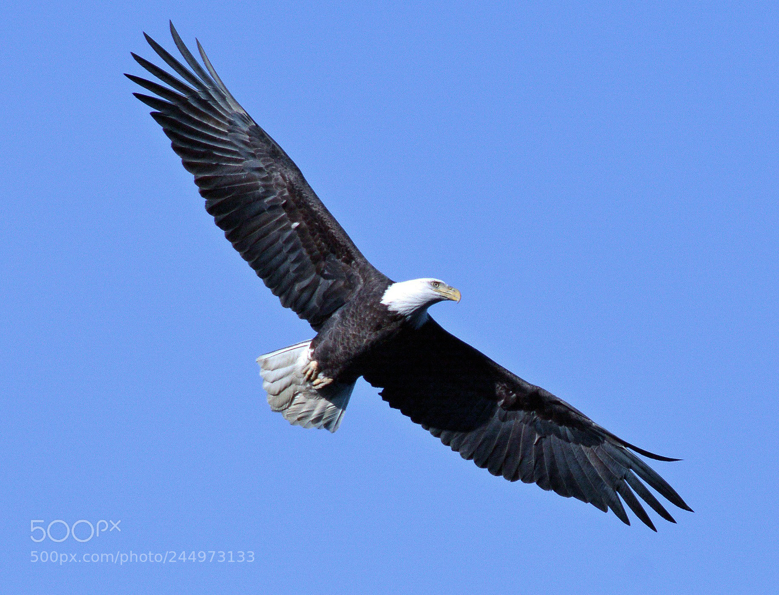 Nikon D7100 sample photo. Eagle photography