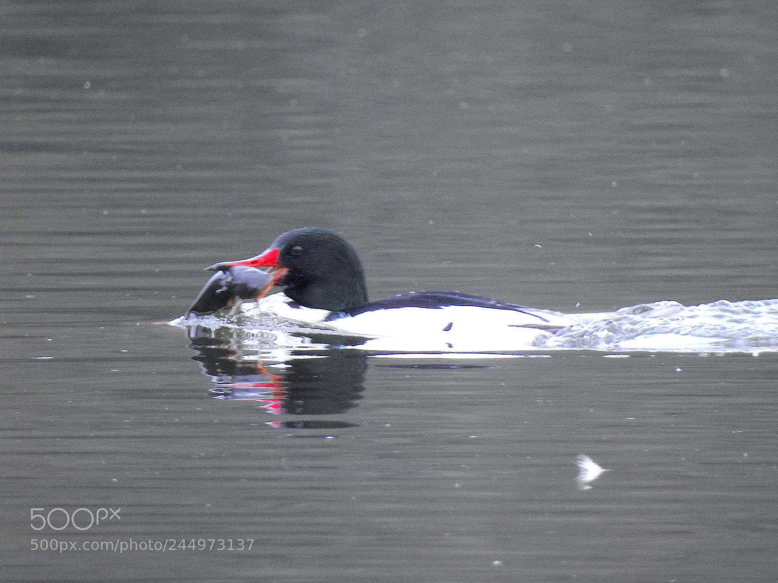 Nikon Coolpix P900 sample photo. Common merganser photography