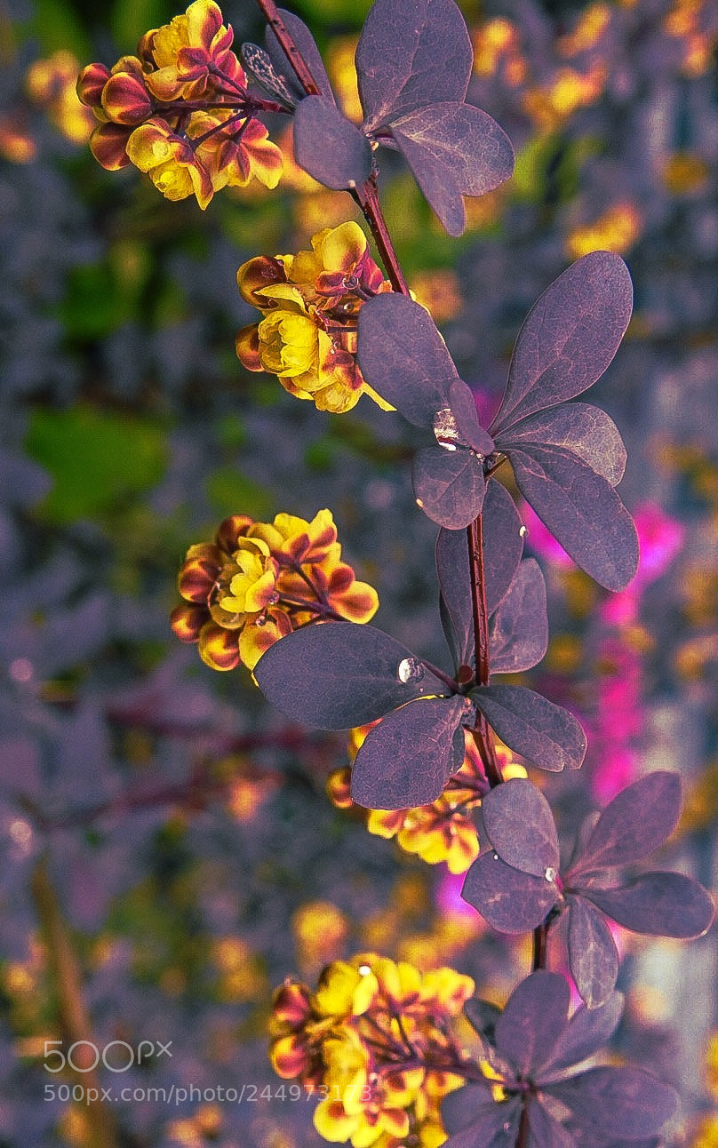 Nikon Coolpix P900 sample photo. Colors of spring photography