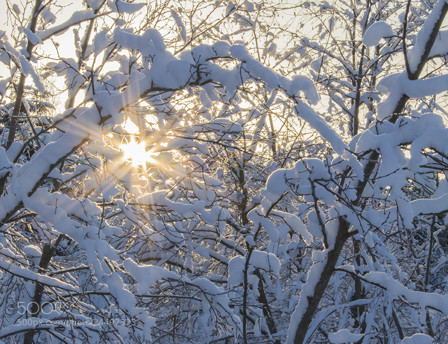 Canon EOS 77D (EOS 9000D / EOS 770D) sample photo. There is the sun photography