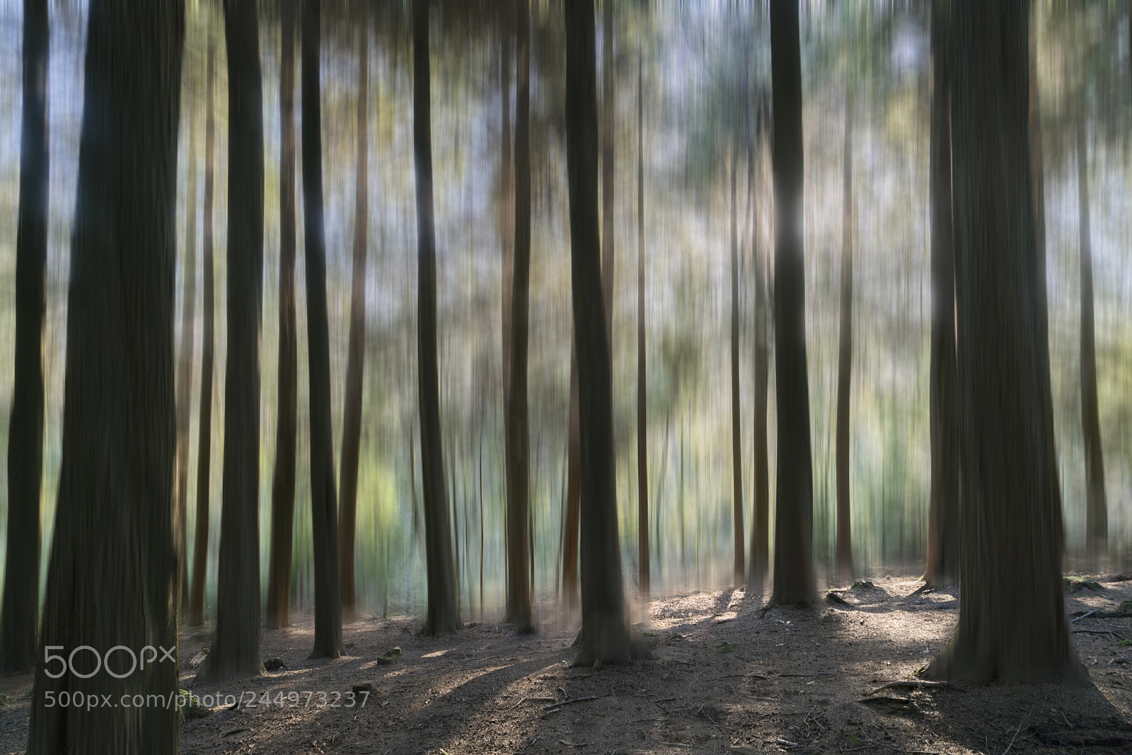 Sony a7R II sample photo. The magical forrest photography