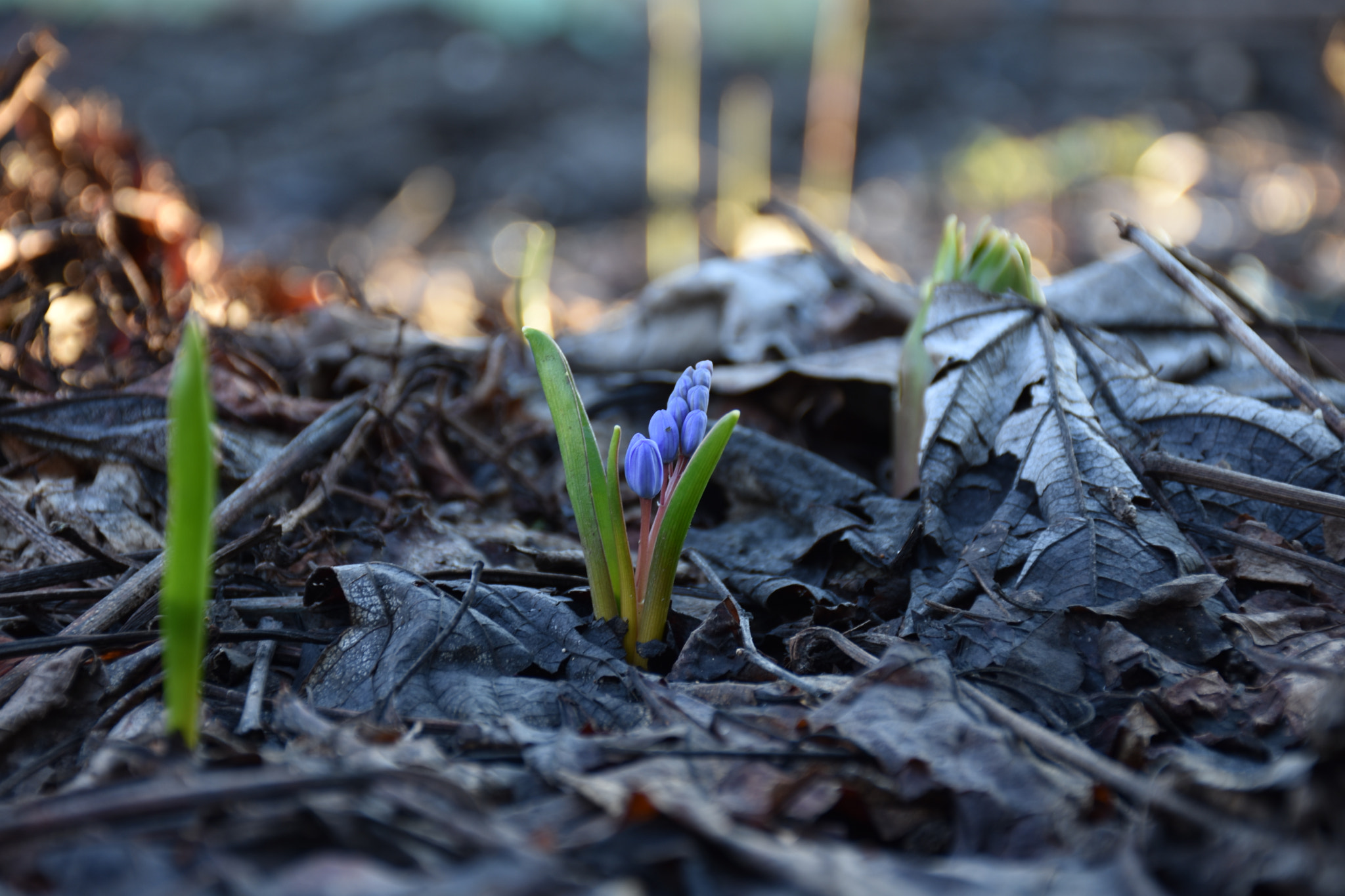 Nikon D3400 sample photo. Violets are blue photography