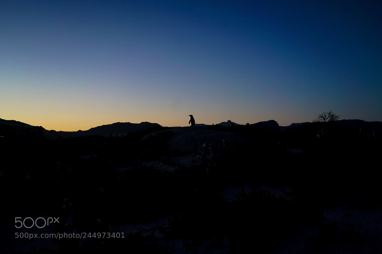 Sony a7R II sample photo. 2016 boulders beach, capetown photography