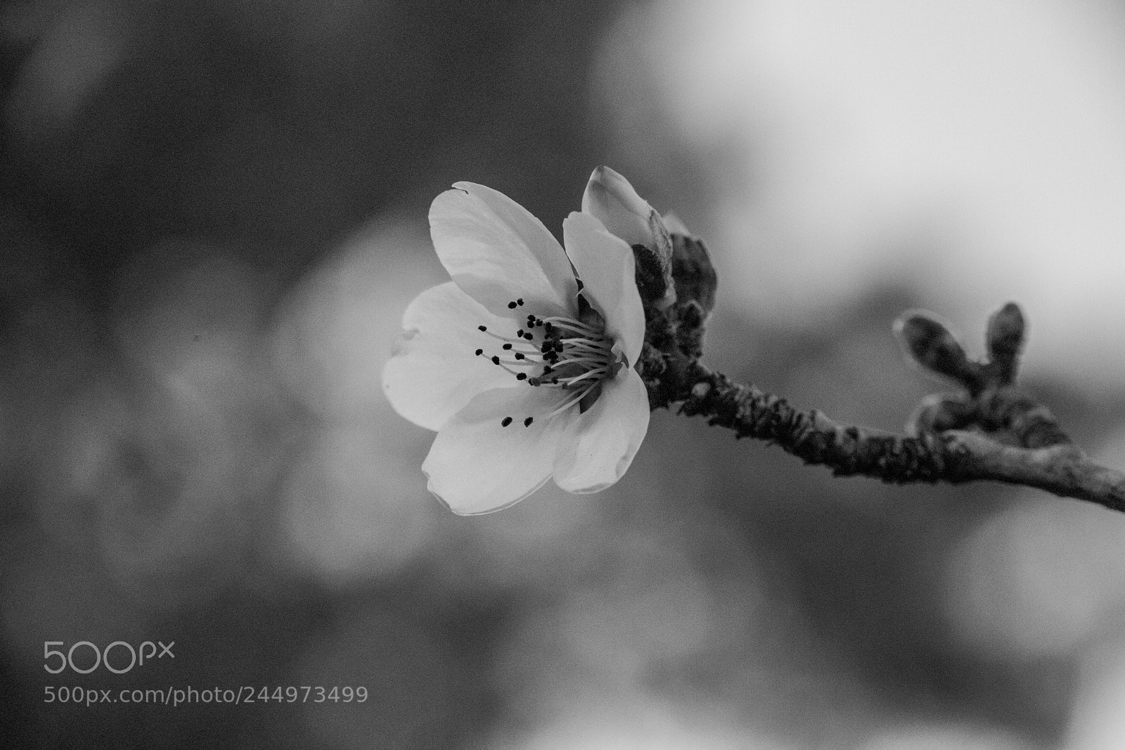 Canon EOS 6D Mark II sample photo. Futura almendra photography