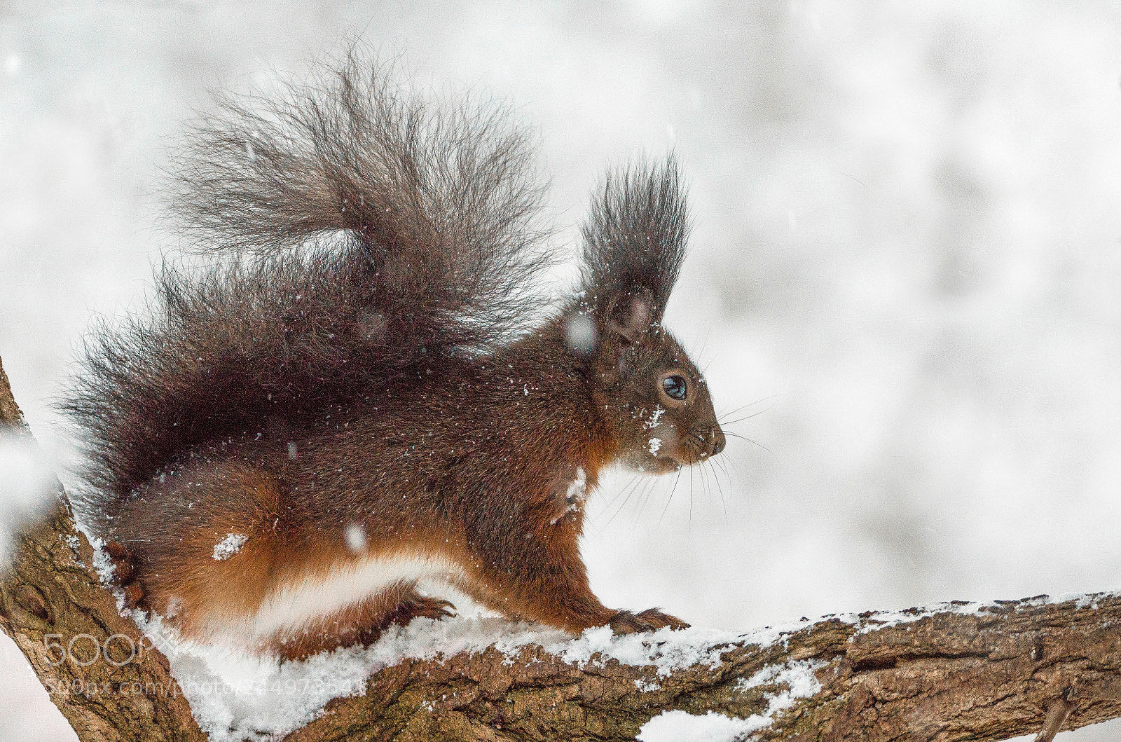 Nikon D5100 sample photo. Squirrel photography