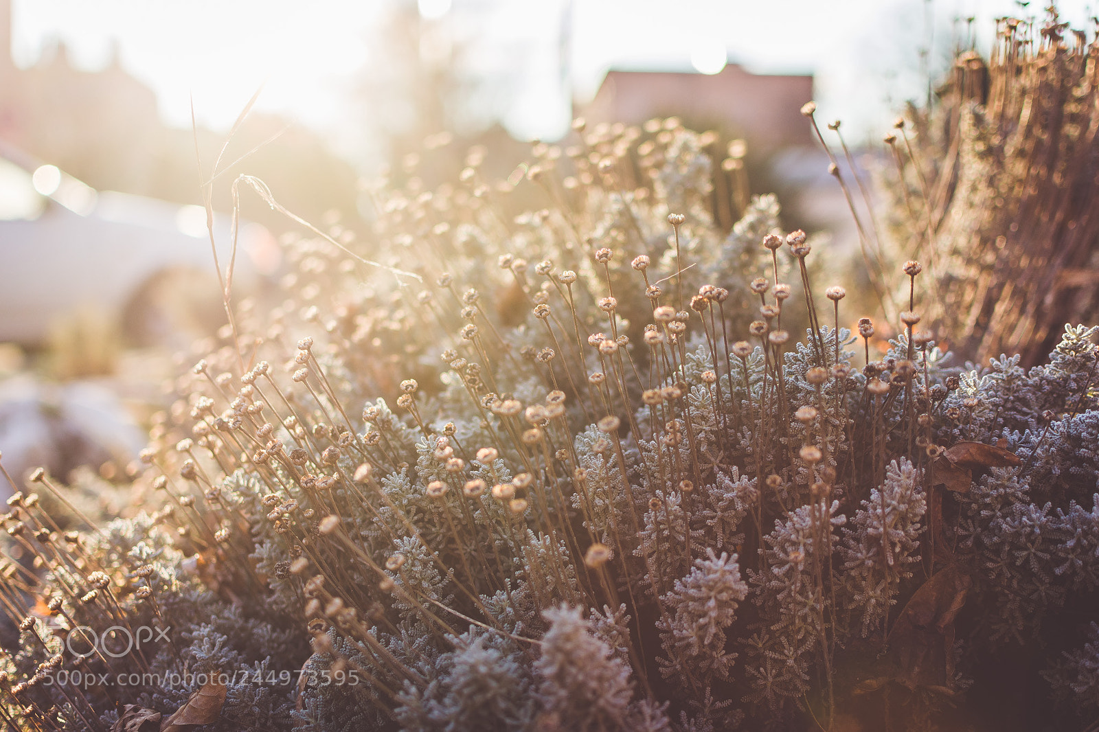 Nikon D7200 sample photo. A small patch of photography