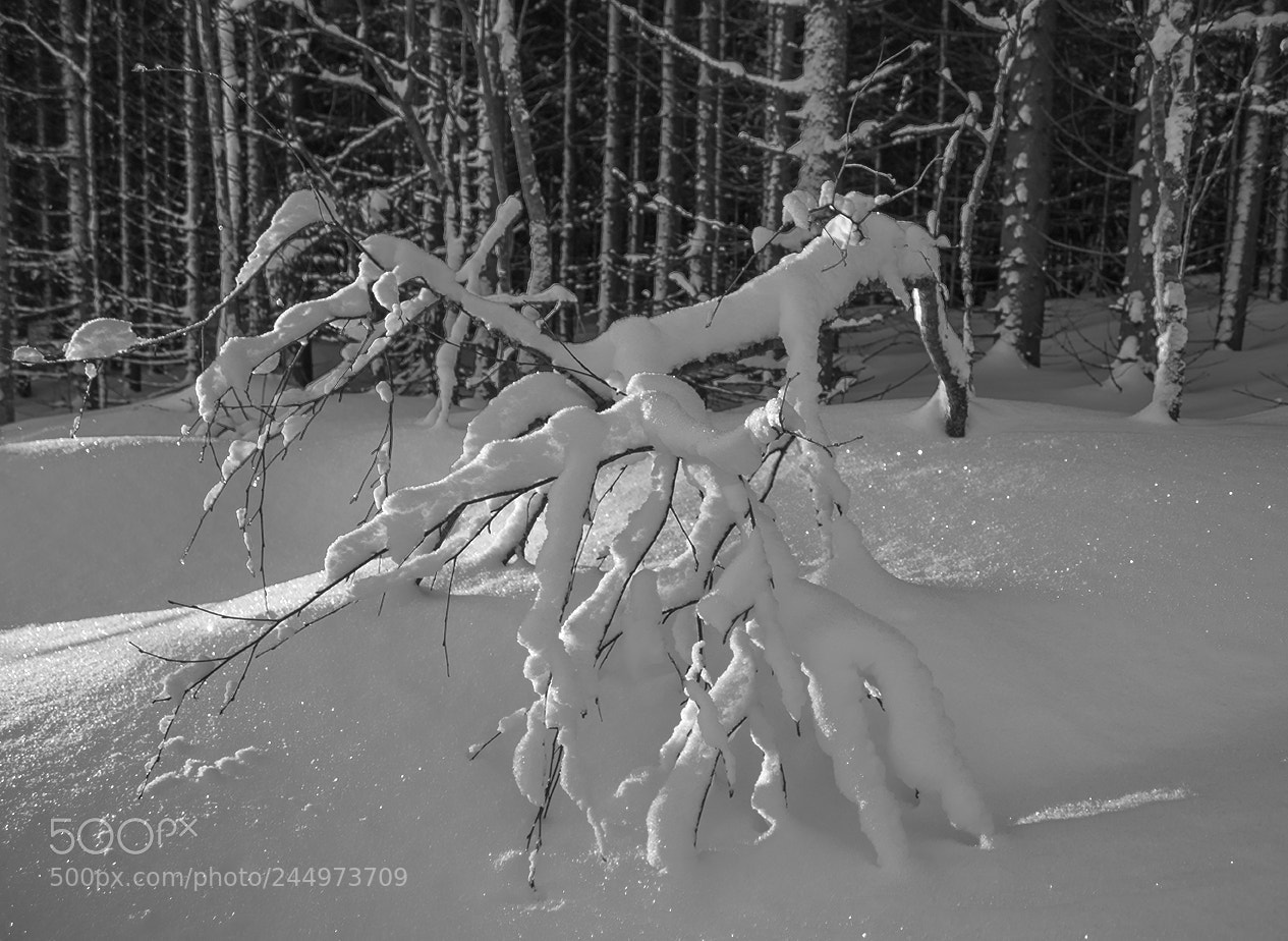 Canon EOS 77D (EOS 9000D / EOS 770D) sample photo. Black and white winter photography