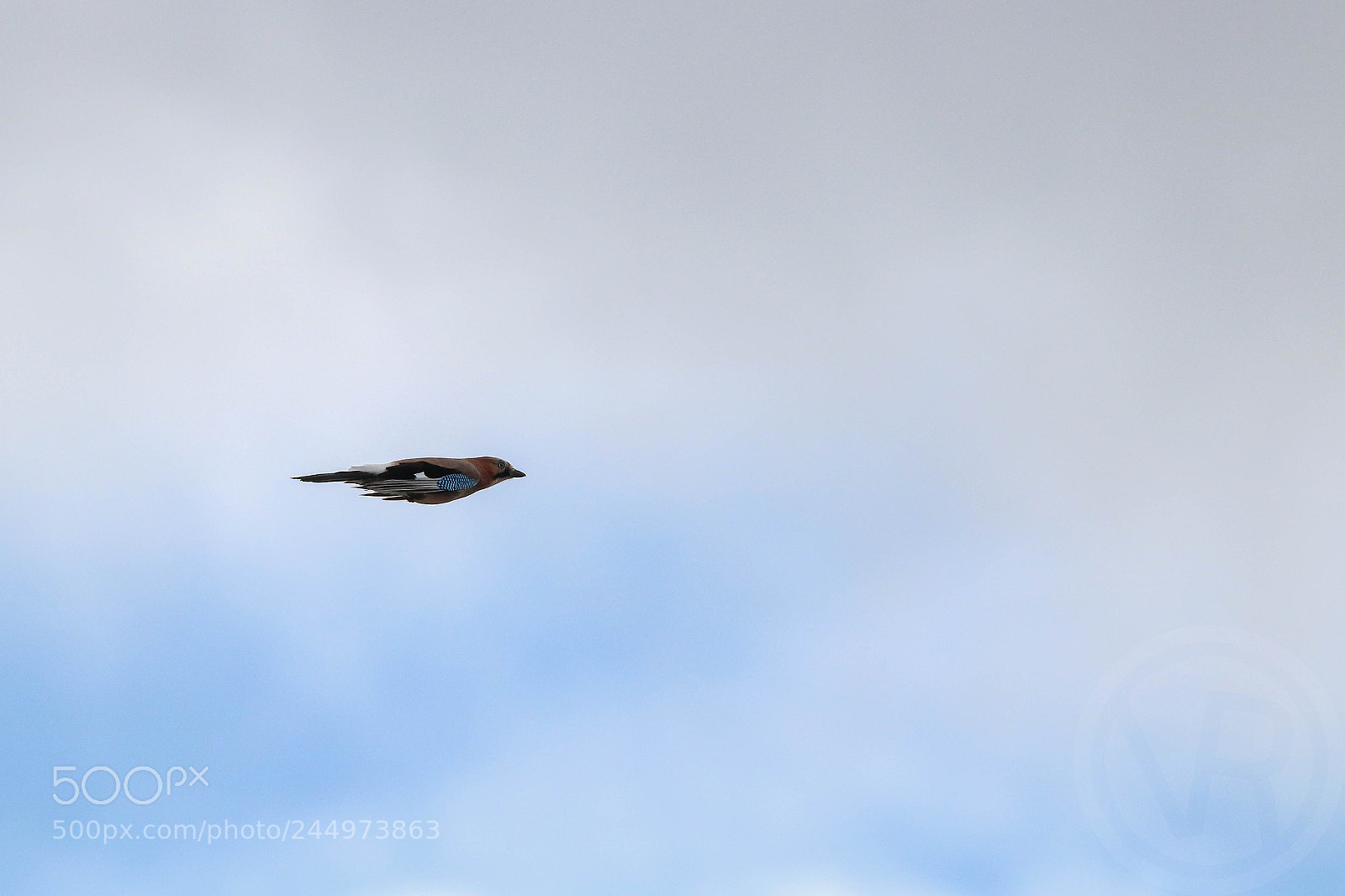 Canon EOS 760D (EOS Rebel T6s / EOS 8000D) sample photo. Eurasian jay - garrulus photography