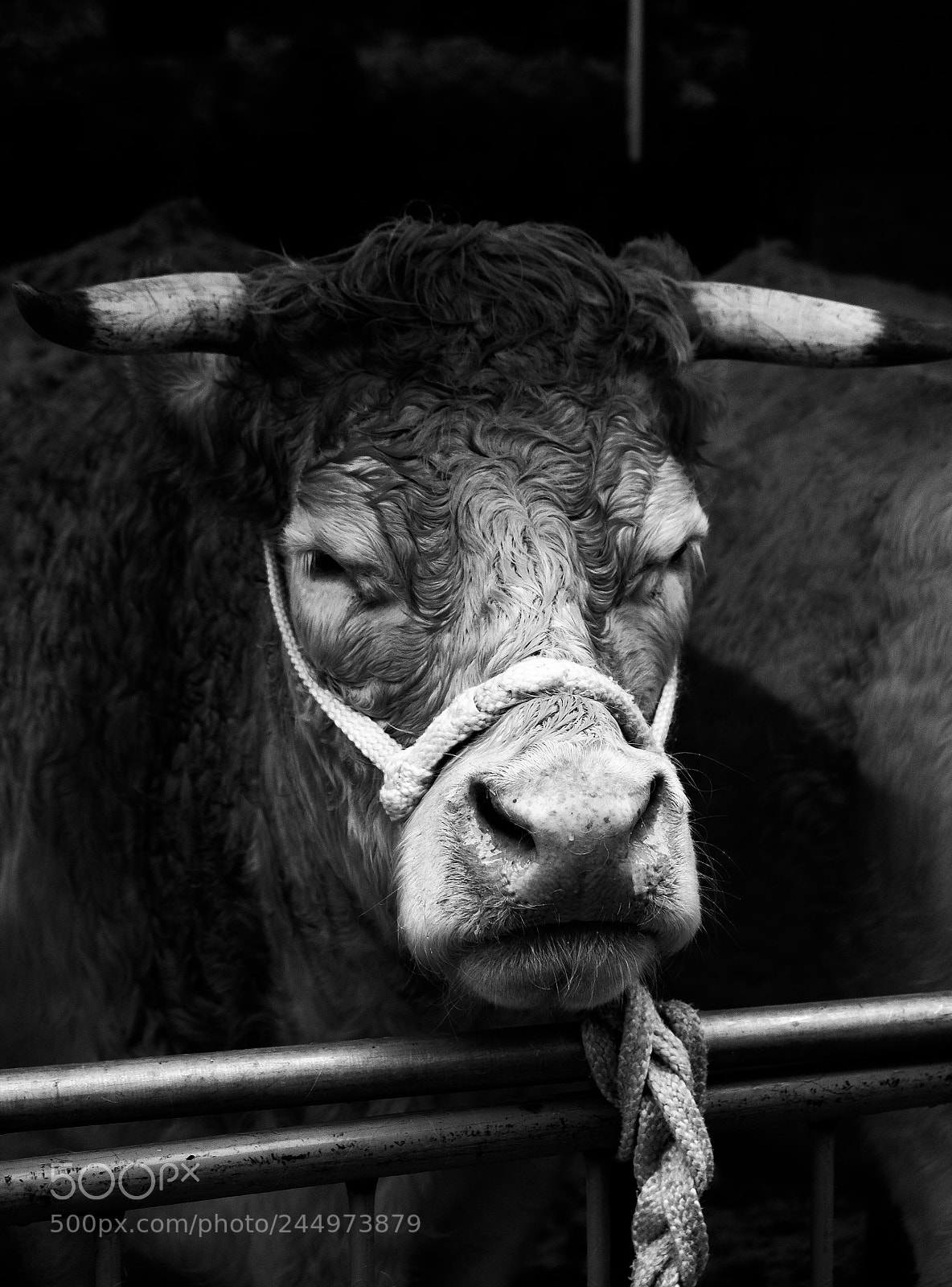 Fujifilm X-T1 sample photo. Cow photography