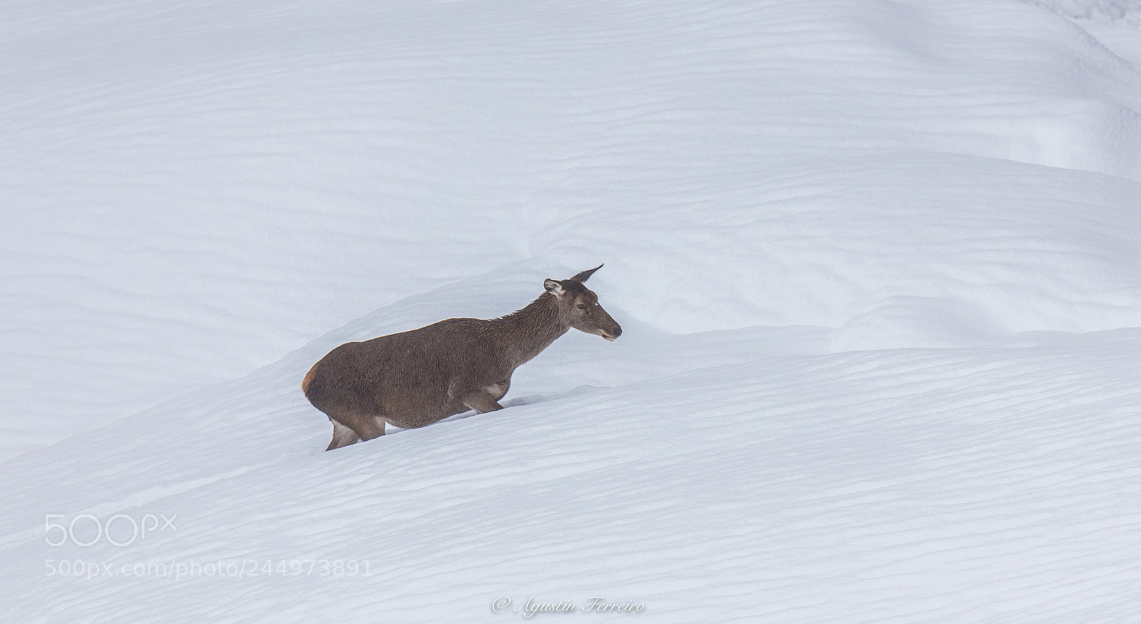 Canon EOS 6D Mark II sample photo. Deer in the snow! photography